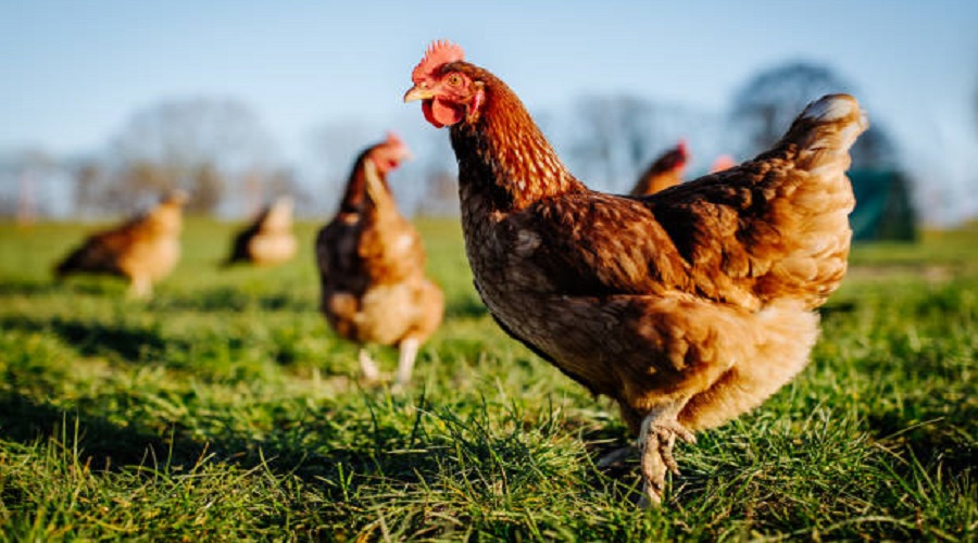 Agribusiness law firm with offices in Maitama, Abuja and Government Reserved Area, Onitsha, Nigeria.